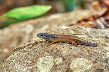 Image showing Zonosaurus tsingy, endemic species of lizard. Madagascar Wildlife