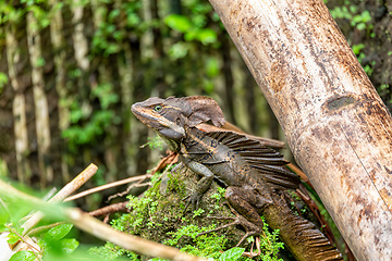 Image showing The common basilisk, Basiliscus basiliscus. Manuel Antonio National Park, Costa Rica wildlife