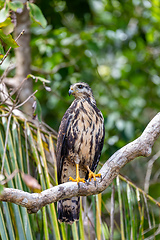 Image showing Common black hawk, Buteogallus anthracinus, Manuel Antonio National Park, Costa Rica wildlife