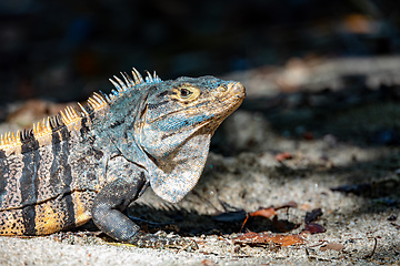 Image showing Black spiny-tailed iguana, Ctenosaura similis, Manuel Antonio National Park, Costa Rica wildlife