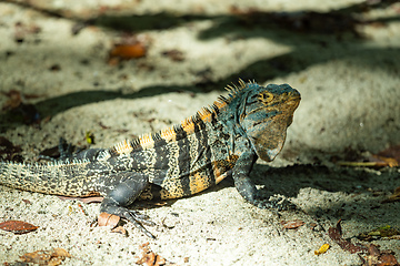 Image showing Black spiny-tailed iguana, Ctenosaura similis, Manuel Antonio National Park, Costa Rica wildlife