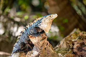 Image showing Black spiny-tailed iguana, Ctenosaura similis, Manuel Antonio National Park, Costa Rica wildlife