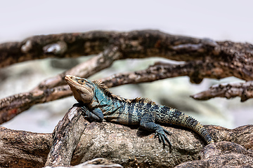 Image showing Black spiny-tailed iguana, Ctenosaura similis, Manuel Antonio National Park, Costa Rica wildlife