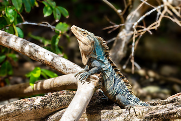 Image showing Black spiny-tailed iguana, Ctenosaura similis, Manuel Antonio National Park, Costa Rica wildlife