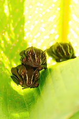 Image showing Tent-making bat, Uroderma bilobatum, is an American leaf-nosed bat. Manuel Antonio National Park, Costa Rica wildlife