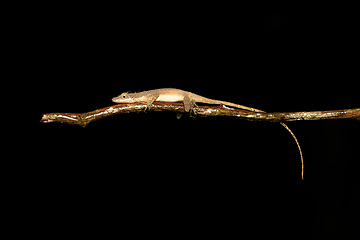 Image showing Anolis Limifrons, Refugio de Vida Silvestre Cano Negro, Costa Rica wildlife