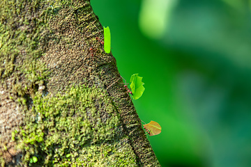 Image showing Leafcutter ant, Atta cephalotes, Manuel Antonio National Park, Costa Rica wildlife