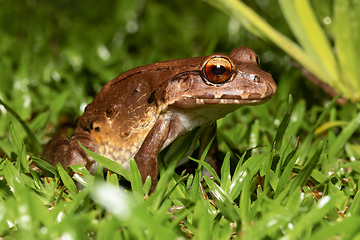 Image showing Savages thin-toed frog - Leptodactylus savagei, Refugio de Vida Silvestre Cano Negro, Costa Rica Wildlife