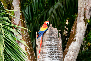 Image showing Scarlet macaw, Ara macao, Quepos Costa Rica wildlife