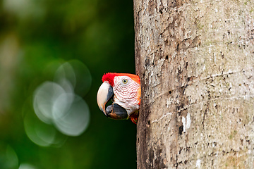 Image showing Scarlet macaw, Ara macao, Quepos Costa Rica wildlife