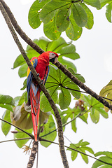 Image showing Scarlet macaw, Ara macao, Quepos Costa Rica wildlife