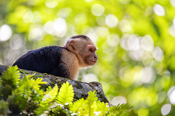 Image showing Colombian white-faced capuchin (Cebus capucinus), Manuel Antonio National Park, Costa Rica
