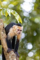 Image showing Colombian white-faced capuchin (Cebus capucinus), Manuel Antonio National Park, Costa Rica