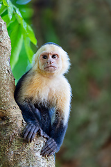 Image showing Colombian white-faced capuchin (Cebus capucinus), Manuel Antonio National Park, Costa Rica