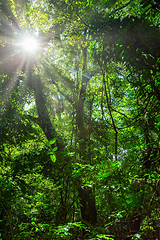 Image showing Dense Tropical Rain Forest, Manuel Antonio Costa Rica wilderness