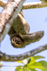 Image showing Pale-throated sloth, La Fortuna, Manuel Antonio National Park, Costa Rica wildlife