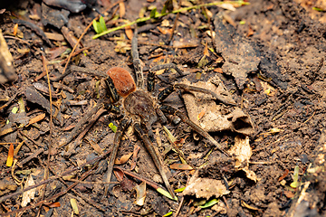 Image showing Wandering Spider - Ancylometes bogotensis, ctenidae family, Costa Rica