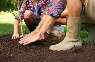 Image showing Father, child and plant tree with support for gardening education and environmental ecology. Man, kid and learning natural agriculture with help from parent in backyard in summer for growth