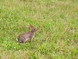 Image showing Wild Bunny Rabbit