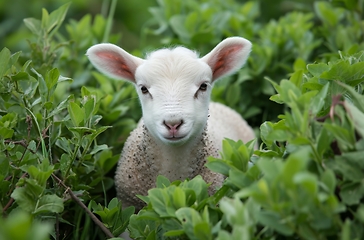 Image showing Lamb Standing in Bushes, Looking at Camera