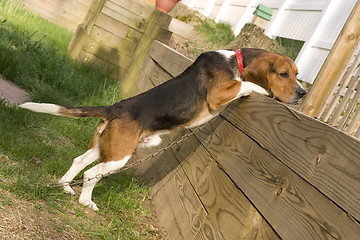 Image showing Beagle Pup