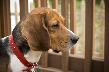 Image showing Alert Beagle Pup
