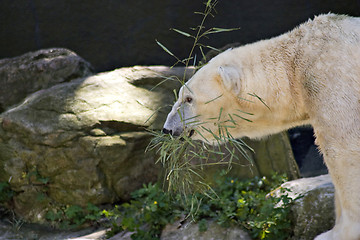 Image showing Polar Bear