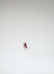 Image showing Spider Dangling