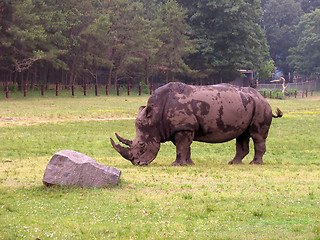 Image showing a rhino