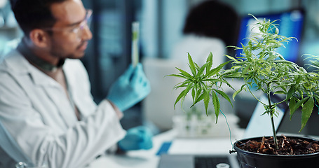 Image showing Scientist, people and cannabis research, marijuana analysis or weed for medicine solution, data collection or healthcare. Medical expert or man with natural CBD, plants growth or laboratory test tube