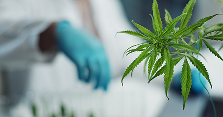 Image showing Cannabis leaf, plant and hand of scientist with research for biotechnology herb or natural THC medicine. Lab sample test, CBD and closeup of science person studying of medical marijuana, weed or hemp