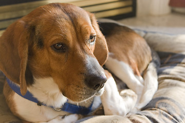 Image showing Beagle Dog Resting