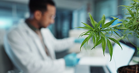 Image showing Cannabis, scientist and research in laboratory on laptop, marijuana healthcare and cbd oil in vial for homeopathy. Hemp, pc and natural plant medicine in clinical trial and biotechnology innovation