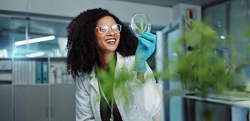 Image showing Scientist, cannabis and Petri dish in laboratory for research, development or medical experiment. Teamwork, analysis and focus on investigation for knowledge, testing and pharmaceutical innovation