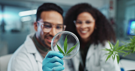 Image showing Science, team and analysis on cannabis in laboratory with leaf study, medical research and petri dish. Scientist, high five and marijuana plant for medicine treatment, drugs or scientific experiment