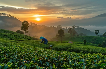 Image showing Dawn harvest in the tea gardens