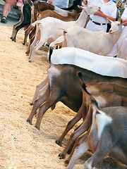 Image showing goats lineup