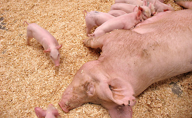 Image showing Hungry Piglets