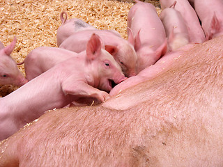 Image showing Feeding Frenzy