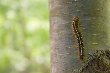 Image showing Caterpillar