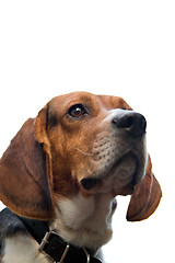 Image showing Isolated Beagle