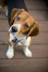 Image showing Curious Beagle