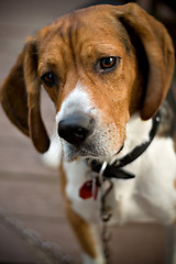 Image showing Cute Beagle Dog