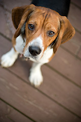 Image showing Curious Beagle