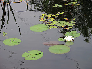 Image showing lotus flower