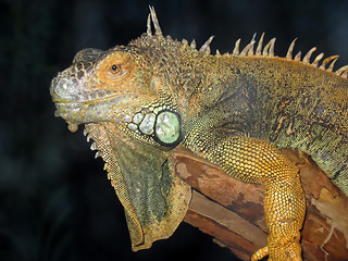 Image showing Iguana