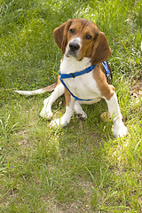 Image showing Cute Beagle Dog