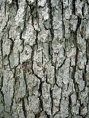 Image showing Tree Bark