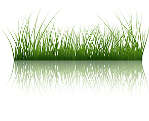 Image showing grass on water