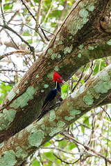 Image showing Pale-billed woodpecker, Campephilus guatemalensis, species of woodpecker bird family Picidae. Carara National Park - Tarcoles, Costa Rica wildlife.